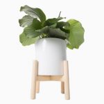 گل برگ عبائی