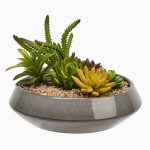 گیاه فیتونیا