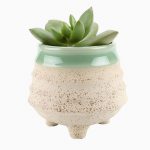 گل ساق عروس