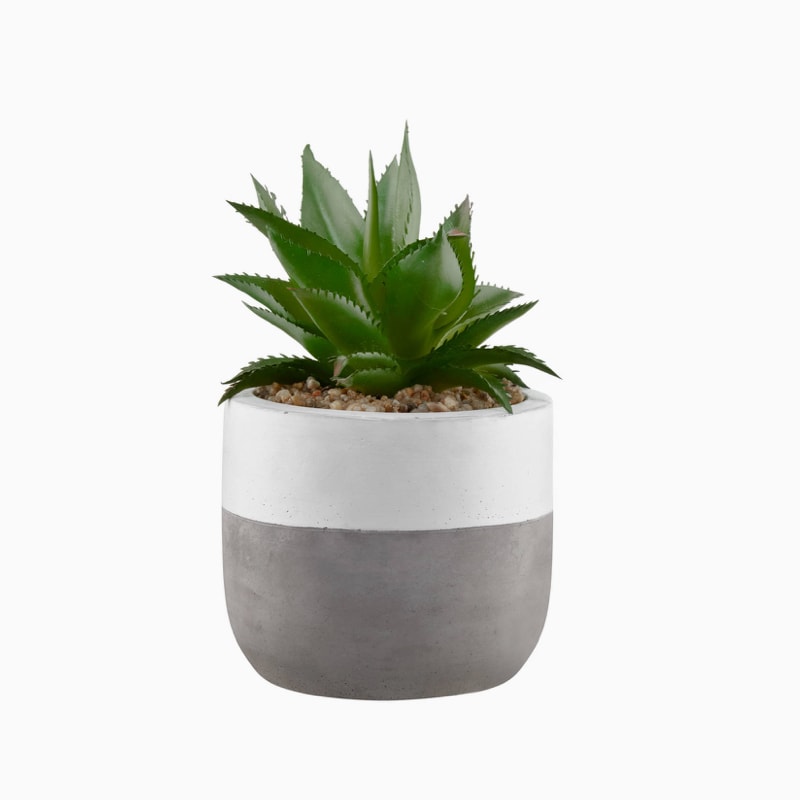 گیاه آلوورا - تصویر 4