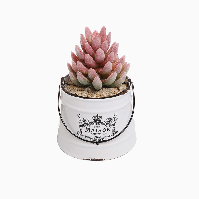 گل آگاوه - تصویر 3