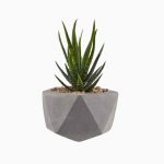 گیاه آلوورا