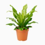 گیاه شاخ گوزنی